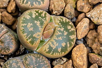Living stone (Lithops lesliei) in cultivation with bud appearing, South Africa.