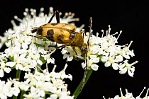 Speckled longhorn beetle (Pachytodes cerambyciformis) crawling on a flower, Monmouthshire, Wales, UK. June.