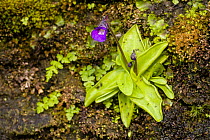 Large-flowered butterwort (Pinguicula grandiflora) flowering, a rare species in the UK, Edale, Derbyshire. June.
