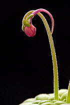 Lau's butterwort (Pinguicula laueana) bud, Mexico.