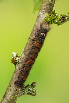 Lappet moth (Gastropacha quercifolia) caterpillar crawling along a branch, Monmouthshire, Wales, UK. June.