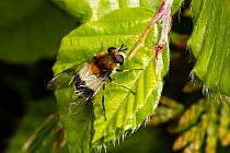 Hoverfly (Leucozona lucorum) resting on a leaf, Monmouthshire, Wales, UK. May.
