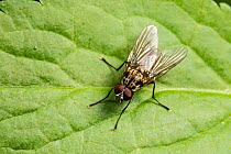 Root-maggot fly (Hylemya sp.) on a leaf, Catbrook, Monmouthshire, Wales, UK. May.