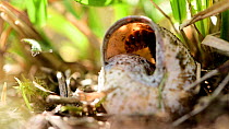 Two-coloured mason bee (Osmia bicolor) female provisioning nest  inside a snail shell with pollen and nectar, Witzenhausen, Germany, May.