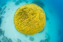 Spherical colony of Lettuce coral (Turbinaria reniformis) on seabed, Fiji, Pacific Ocean.