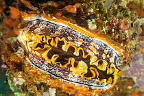 Mantle detail on a light-sensitive Spondylus / Thorny oyster (Spondylus varians) shell, Philippines, Pacific Ocean.
