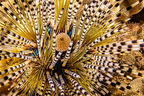 Juvenile Banded sea urchin, (Echinothrix calamaris) close up showing large, hollow banded spines; fine, sharp needle-like spines and the central anal sac, Hawaii, Pacific Ocean.