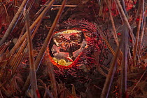Female Sea urchin crab (Echinoecus pentagonus)  living in the rectum of the Common banded urchin, (Echinothrix calamaris), Hawaii, Pacific Ocean.