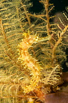 Thorny seahorse (Hippocampus histrix), portrait, Malapascua Island, Philippines, Pacific Ocean.
