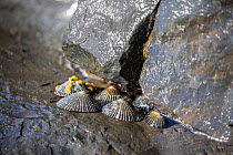 Yellow-foot opihi (Cellana sandwicensis) limpets clinging to rocks in the intertidal zone, Hawaii, Pacific Ocean.