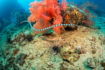 Yellowlip sea snake / Banded sea krait (Laticauda colubrina) cruising over two Long-spined sea urchin (Diadema setosum) and alcyonarian soft coral, Philippines, Pacific Ocean.