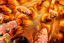 Rough-spined urchin (Chondrocidaris gigantea), close up view between the long, thorny spines which are often covered in algae and other growth to aid  camouflage, Hawaii, Pacific Ocean.