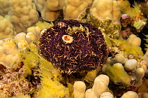 Short spined collector urchin (Tripneustes gratilla) collecting algae and pieces of shell on its spines for camouflage,Hawaii, Pacific Ocean.