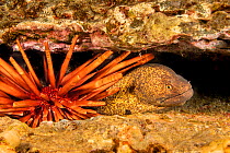 Yellowmargin moray eel (Gymnothorax flavimarginatus) sheltering in a crevice behind a Slate pencil sea urchin (Heterocentrotus mammillatus), Hawaii, Pacific Ocean.