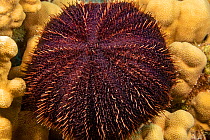 Short spined collector urchin (Tripneustes gratilla) on a coral reef, Hawaii, Pacific Ocean.