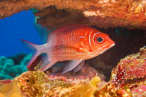 Tailspot / Silverspot squirrelfish (Sargocentron caudimaculatum) sheltering in a crevice on the reef, Yap, Micronesia, Pacific Ocean.