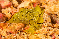 Ornate sapsucking slug / Ornate elysia (Elysia ornata) on a reef, Yap, Federated States of Micronesia, Pacific Ocean.