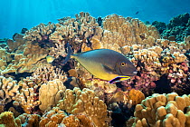 Sleek unicornfish (Naso hexacanthus) at a cleaning station with a Hawaiian cleaner wrasse (Labroides phthirophagus), Molokini Islet, Maui, Hawaii, Pacific Ocean.