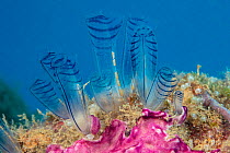 Colony of Blue club tunicate /Sea squirt (Rhopalaea circula), Yap, Micronesia, Pacific Ocean.