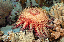 Crown-of-thorns starfish (Acanthaster planci) feeding on live coral, Hawaii, Pacific Ocean.