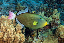 Pinktail durgon / Pinktail triggerfish (Melichthys vidua) swimming over coral, Hawaii, Pacific Ocean.
