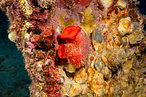 Herdman's tunicate / Sea squirt (Herdmania momus) attached to the reef, Hawaii, Pacific Ocean.