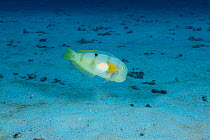 Whitepatch razorfish (Xyrichtys aneitensis) diving towards sandy seabed, Hawaii, Pacific Ocean.