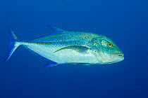 Bluefin trevally / Bluefin jack (Caranx melampygus), portrait, Hawaii, Pacific Ocean.