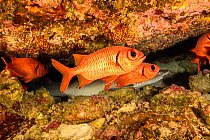 Shoulderbar soldierfish (Myripristis kuntee) and  Whitetip reef shark (Triaenodon obesus) sharing space in a crevice during the day, Hawaii, Pacific Ocean.