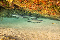 Three Whitetip reef shark (Triaenodon obesus) resting on the seabed in shallow water, Hawaii, Pacific Ocean.