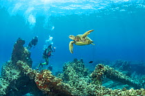 Green sea turtle (Chelonia mydas) and scuba divers  swimming over the remains of Mala Wharf, Maui, Hawaii, Pacific Ocean. Model released.