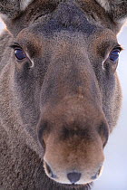 Moose / Elk (Alces alces)face close up  portrait, Lapland, Sweden. February.