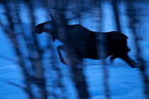 Moose / Elk (Alces alces) running through trees in the snow at dawn, Norrbotten, Lapland, Sweden. February.