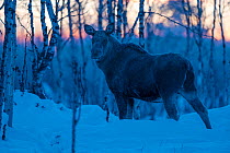 Moose / Elk (Alces alces) at dawn  in midwinter snow,  Norrbotten, Lapland, Sweden. February.