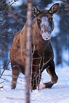 Moose / Elk (Alces alces) walking through deep snow, Norrbotten, Lapland, Sweden. February.
