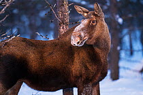 Moose / Elk (Alces alces) in forest in midwinter snow, Norrbotten, Lapland, Sweden. February.