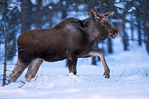 Moose / Elk (Alces alces) walking through deep snow in forest, Norrbotten, Lapland, Sweden. February.