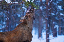 Moose / Elk (Alces alces) feeding on pine tree in midwinter snow, Norrbotten, Lapland, Sweden. February.