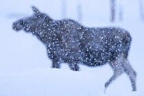 Moose / Elk (Alces alces) wallking through snowstorm, Norrbotten, Lapland, Sweden. February.