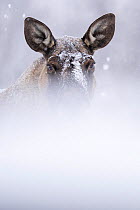 Moose / Elk (Alces alces) in midwinter snow, Norrbotten, Lapland, Sweden. February.