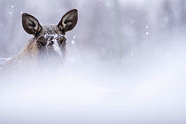 Moose / Elk (Alces alces) in falling snow, Norrbotten, Lapland, Sweden. February.
