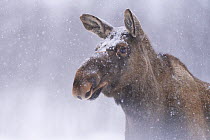 Moose / Elk (Alces alces) in falling snow, portrait, Norrbotten, Lapland, Sweden. February.