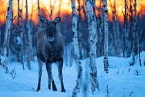 Moose / Elk (Alces alces) at dawn  standing amongst birch (Betula sp.) trees in midwinter snow, Norrbotten, Lapland, Sweden. February.