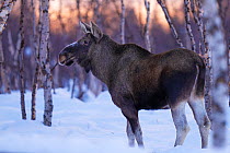 Moose / Elk (Alces alces) a dawn  in birch forest with winter snow, Norrbotten, Lapland, Sweden. February.