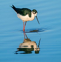 Black-necked stilt (Himantopus mexicanus) foraging in shallows stirring water as it goes. Gilbert Riparian Preserve, Arizona, USA.