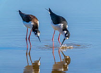 Pair of Black-necked stilt (Himantopus mexicanus) in courtship with the male displaying by splashing water. Gilbert, Riparian Preserve, Arizona, USA.  1 of 5 in a series showing courtship and mating...