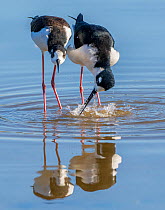 Pair of Black-necked stilt (Himantopus mexicanus) in courtship with the male displaying by splashing water. Gilbert Riparian Preserve, Arizona, USA.  2 of 5 in a series showing courtship and mating r...