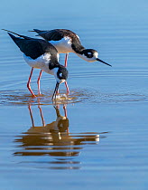Pair of Black-necked stilt (Himantopus mexicanus) in courtship with the male displaying by splashing water. Gilbert Riparian Preserve, Arizona, USA.  3 of 5 in a series showing courtship and mating r...