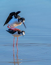 Pair of Black-necked stilt (Himantopus mexicanus) mating with the male mounting the female.Gilbert Riparian Preserve Arizona, USA.  4 of 5 in a series showing courtship and mating ritual.