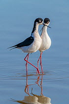 Pair of Black-necked stilt (Himantopus mexicanus) in courtship ritual, touching bills. Gilbert  Riparian Preserve, Arizona, USA.  5 of 5 in a series showing courtship and mating ritual.